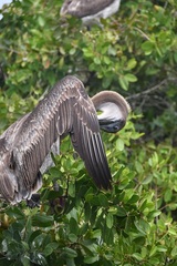Pelecanus occidentalis urinator