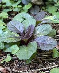 Ajuga reptans