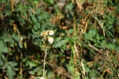 Helichrysum foetidum