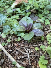 Ajuga reptans