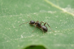 Camponotus nipponensis