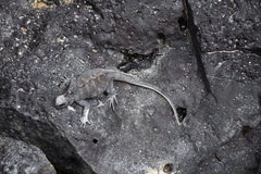 Amblyrhynchus cristatus hassi