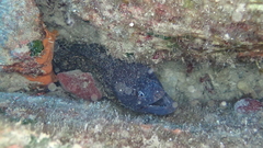 Muraena helena