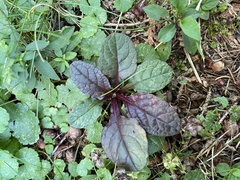Ajuga reptans