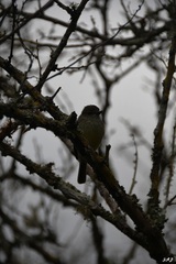 Myiarchus magnirostris