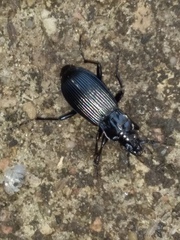 Pterostichus niger