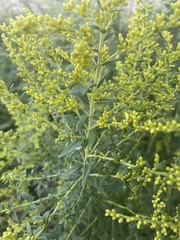 Solidago speciosa