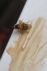 Rhingia nasica