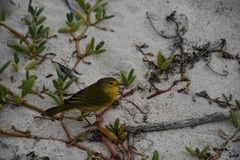 Setophaga petechia aureola