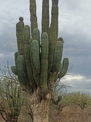 Pachycereus pringlei