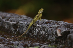 Diploderma swinhonis