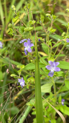 Trichostema dichotomum