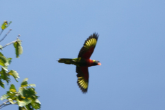 Coconut Lorikeet photo 6