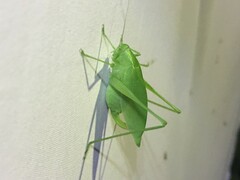 Amblycorypha rotundifolia