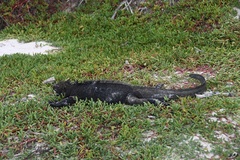 Amblyrhynchus cristatus hassi