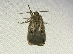 Xestia normanianus