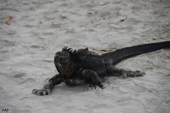 Amblyrhynchus cristatus hassi