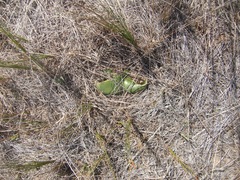 Haemanthus sanguineus