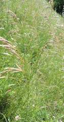 Bromus riparius