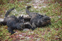 Amblyrhynchus cristatus hassi