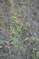 Linaria genistifolia