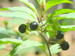 Atropa belladonna