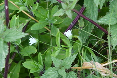 Cerastium davuricum