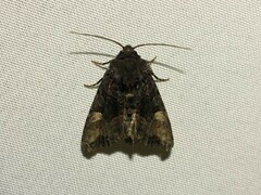 Euplexia benesimilis