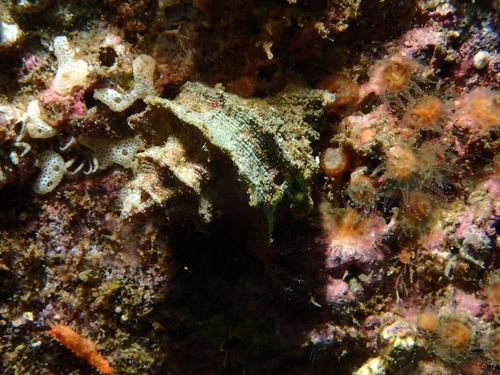 Babelomurex oldroydi