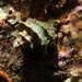 Oldroyd Coralsnail - Photo (c) Stefanie, some rights reserved (CC BY-NC), uploaded by Stefanie