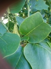 Liriodendron