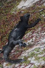 Amblyrhynchus cristatus hassi