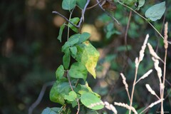 Dioscorea communis