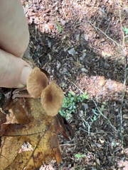 Collybiopsis villosipes