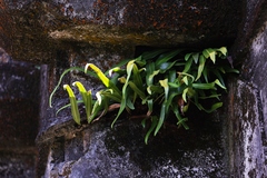 Microsorum punctatum