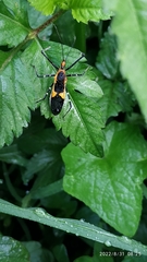 Harpactorini