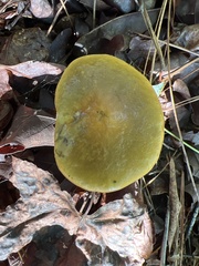 Retiboletus ornatipes