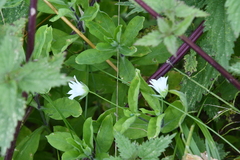Cerastium davuricum