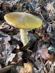 Retiboletus ornatipes