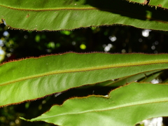 Elaphoglossum raywaense