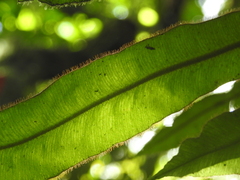 Elaphoglossum raywaense