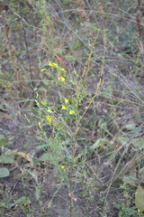 Linaria genistifolia