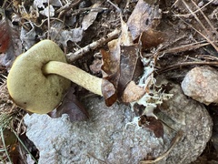 Retiboletus ornatipes