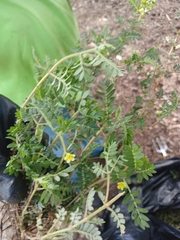 Tribulus terrestris