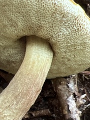 Retiboletus ornatipes