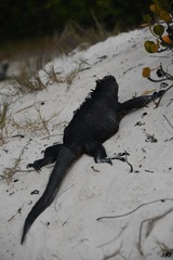 Amblyrhynchus cristatus hassi