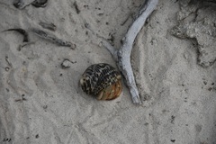 Coenobita compressus