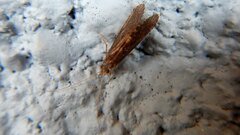 Polycentropodidae