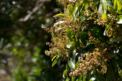 Protorhus longifolia