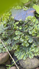 Marchantia polymorpha polymorpha